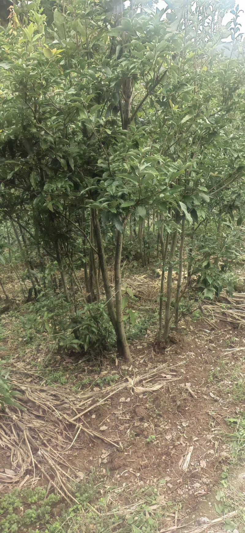 四川老鹰茶，优质高产老鹰茶，老鹰茶苗，成活率高