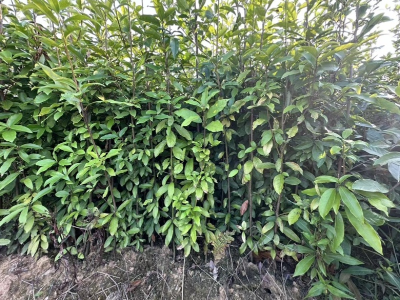 四川老鹰茶，优质高产老鹰茶，老鹰茶苗，成活率高