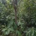 四川老鹰茶，优质高产老鹰茶，老鹰茶苗，成活率高