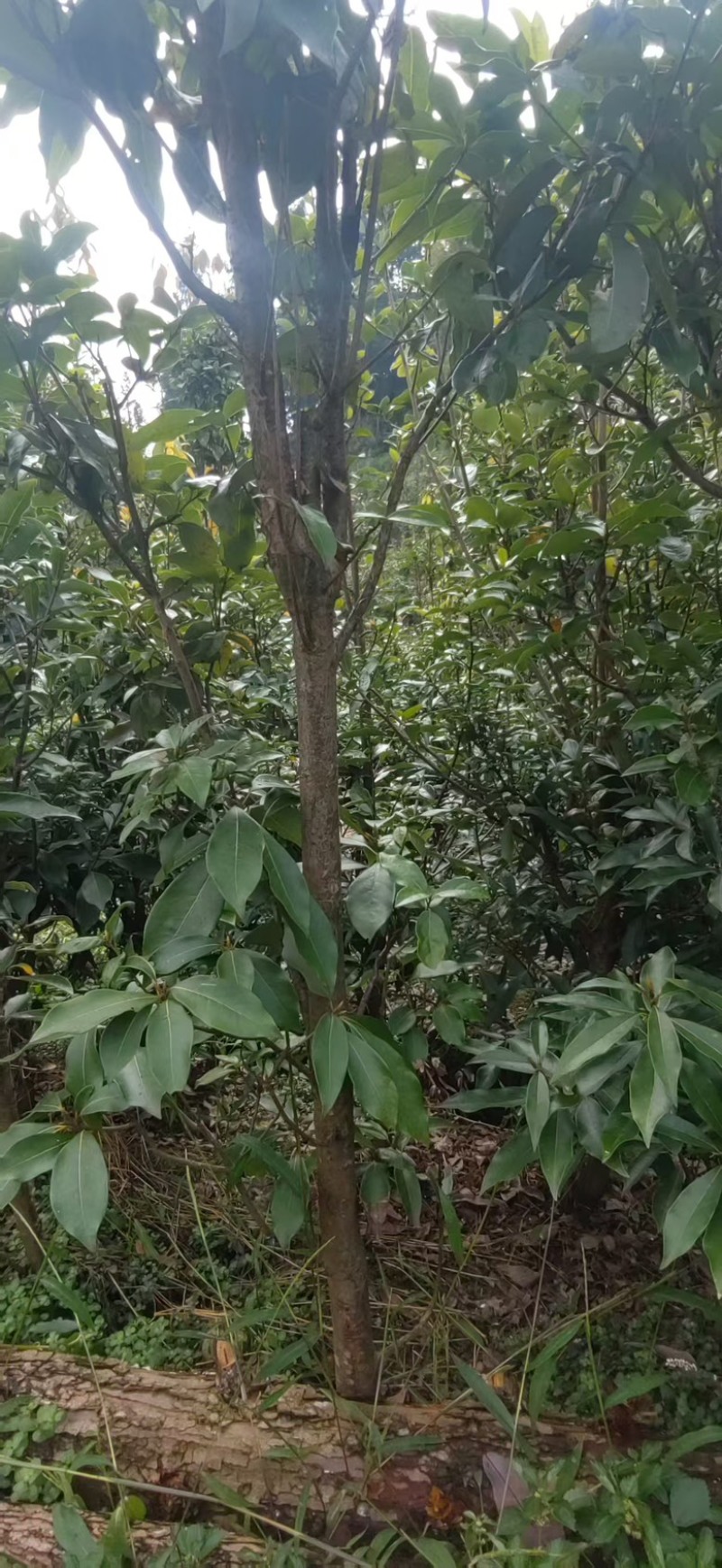 四川老鹰茶，优质高产老鹰茶，老鹰茶苗，成活率高