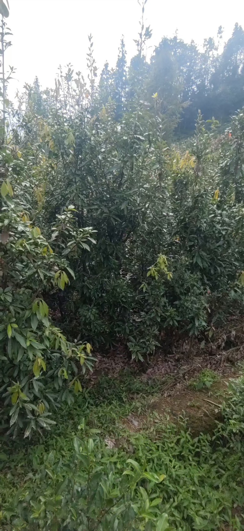 四川老鹰茶，优质高产老鹰茶，老鹰茶苗，成活率高