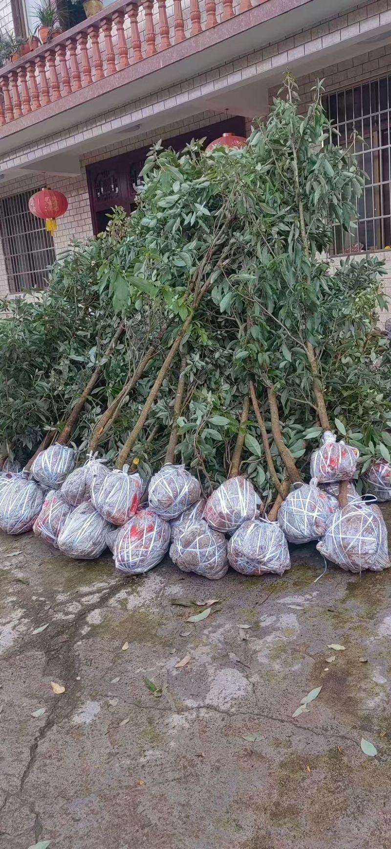 四川老鹰茶，优质高产老鹰茶，老鹰茶苗，成活率高