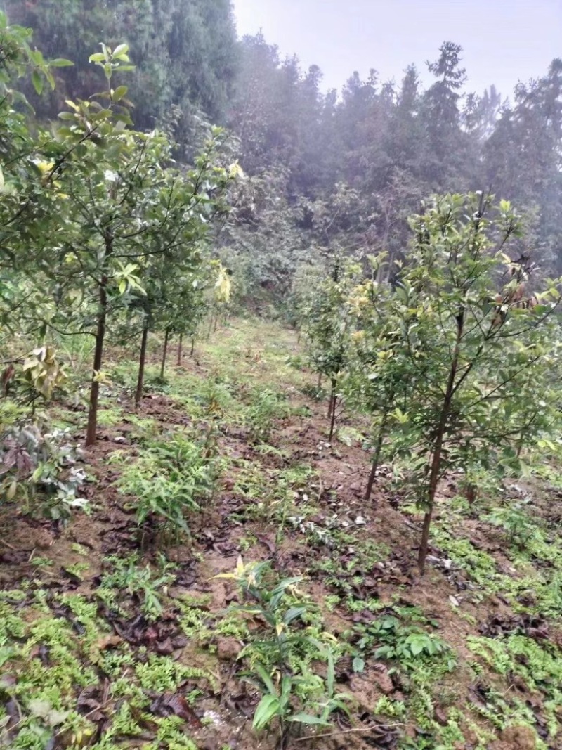 四川老鹰茶，优质高产老鹰茶，老鹰茶苗，成活率高
