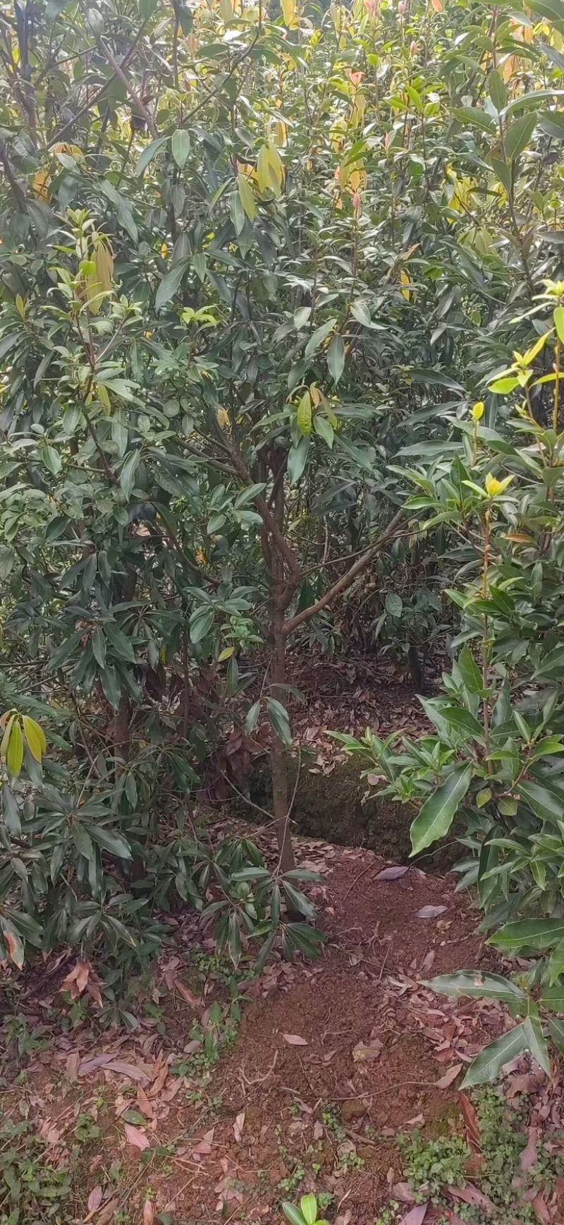 四川老鹰茶，优质高产老鹰茶，老鹰茶苗，成活率高