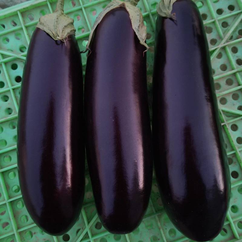 茄子