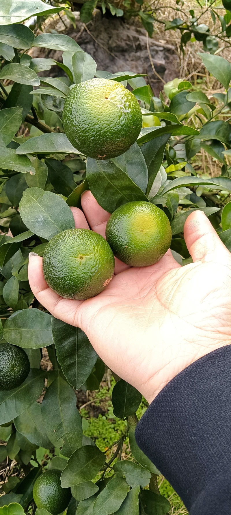 青香橘，勾起你淡淡的清香