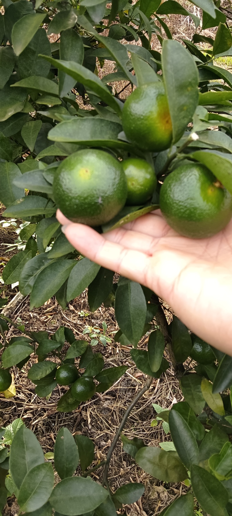 青香橘，勾起你淡淡的清香