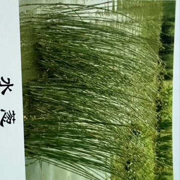 水葱