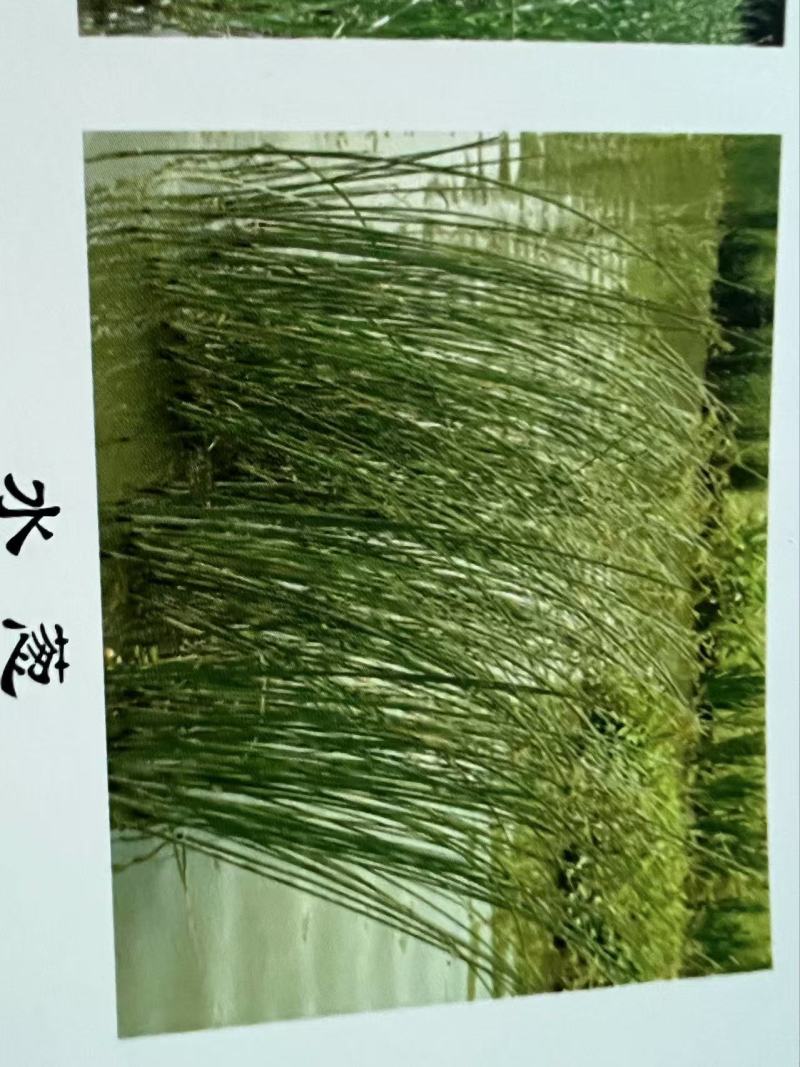 水葱
