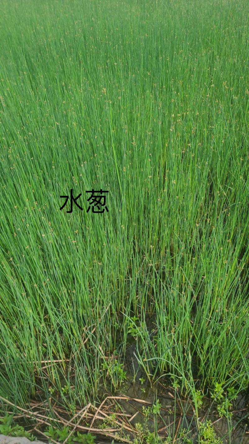 水葱