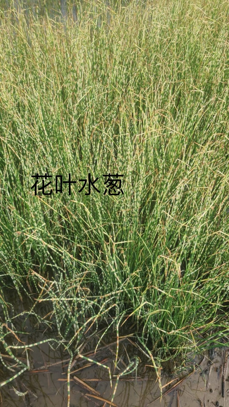 水葱