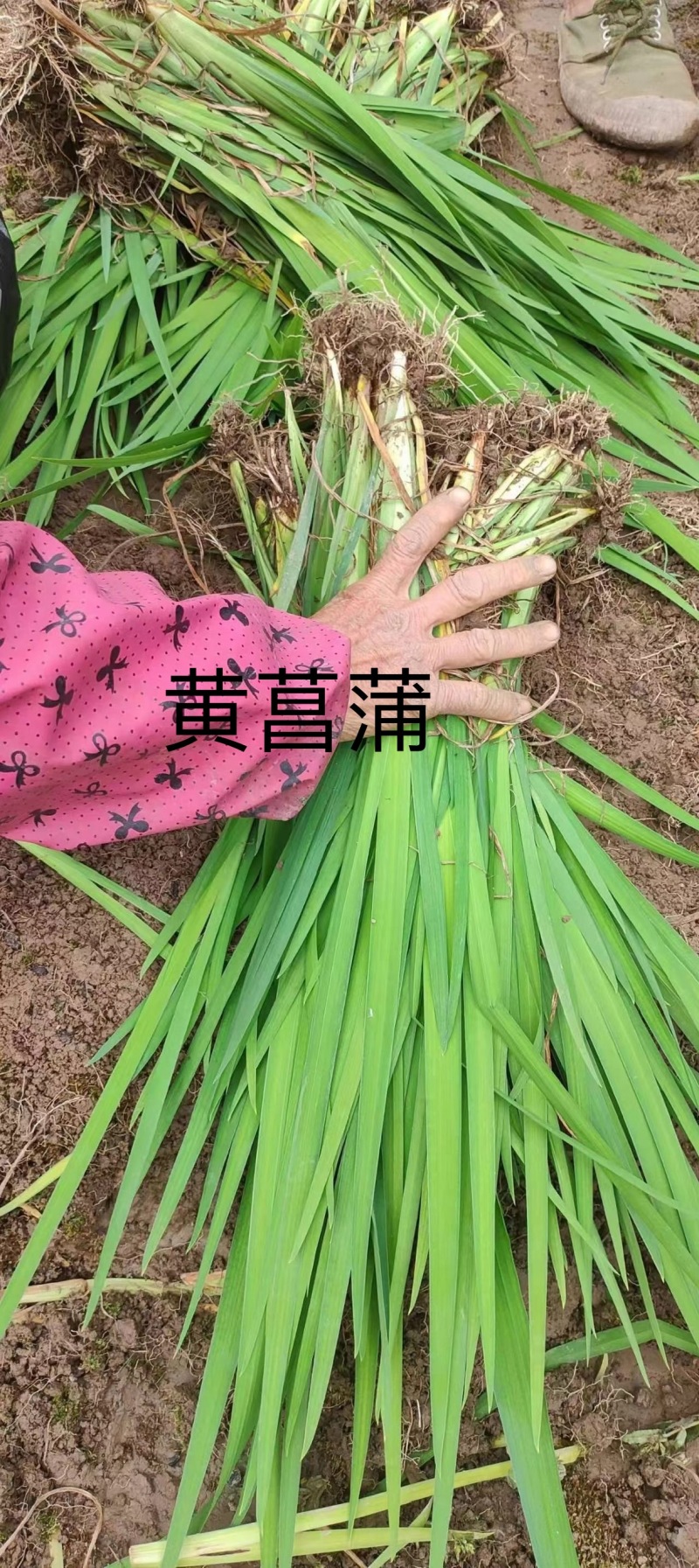 水葱