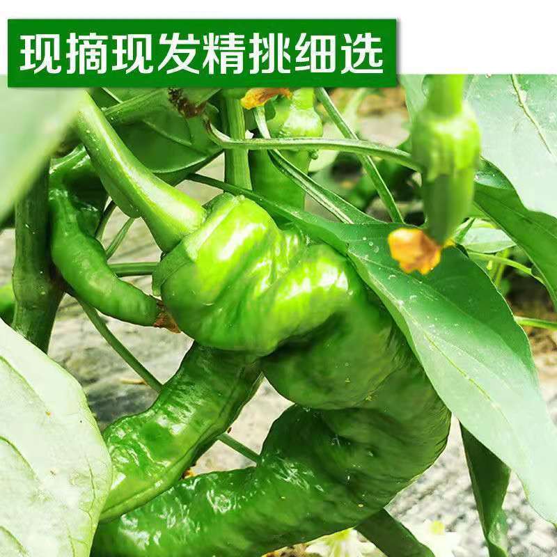 螺丝椒大量上市，产地发货，对接全国市场电商平台