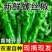 螺丝椒大量上市，产地发货，对接全国市场电商平台