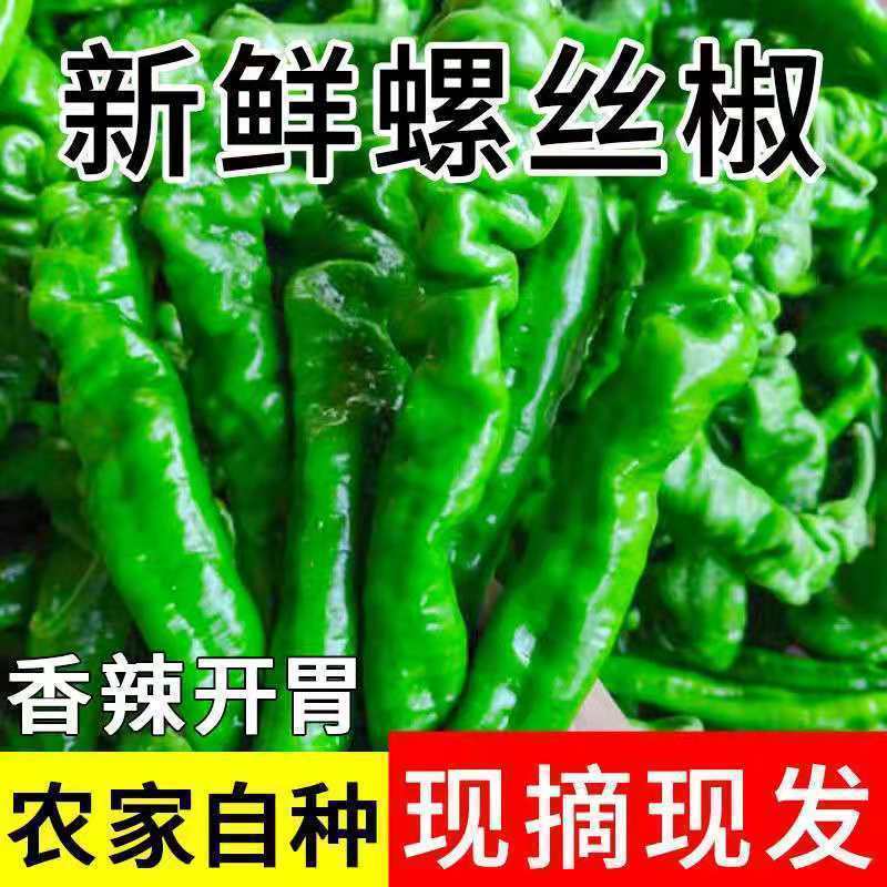 螺丝椒大量上市，产地发货，对接全国市场电商平台