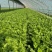 【芹菜】山东精品西芹大量上市基地直供质量保证全国发货