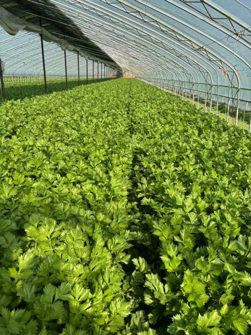 【芹菜】山东精品西芹大量上市基地直供质量保证全国发货