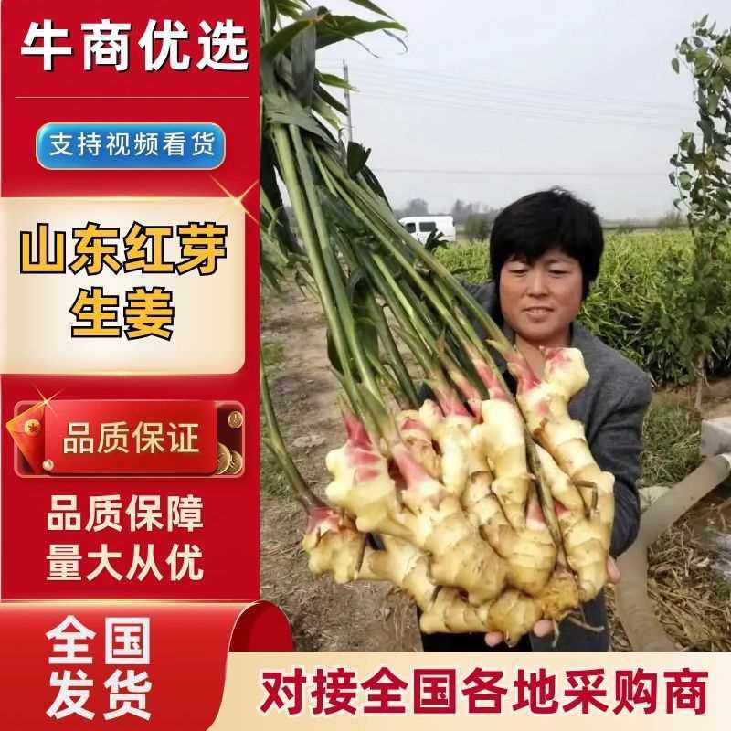 山东优质红芽鲜姜大量上市了，货源充足，价格便宜，