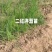 河西二红洋葱苗全网优质货源现货供应/洋葱苗圃基地一手货源