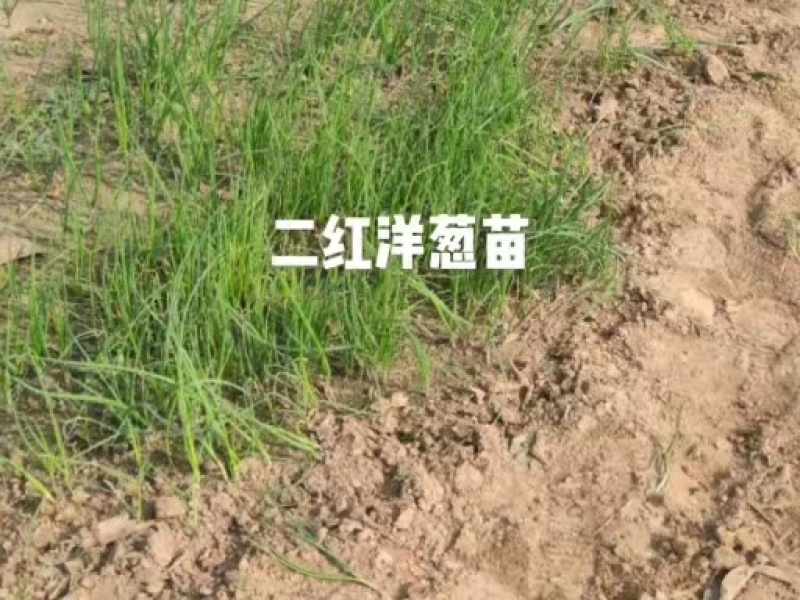河西二红洋葱苗全网优质货源现货供应/洋葱苗圃基地一手货源