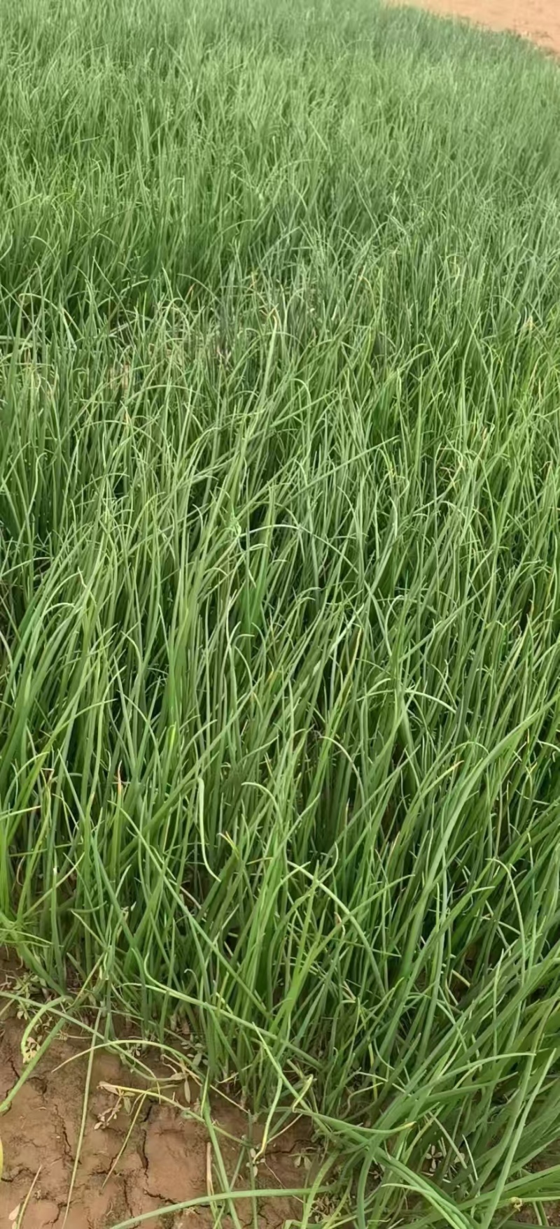 河西二红洋葱苗全网优质货源现货供应/洋葱苗圃基地一手货源