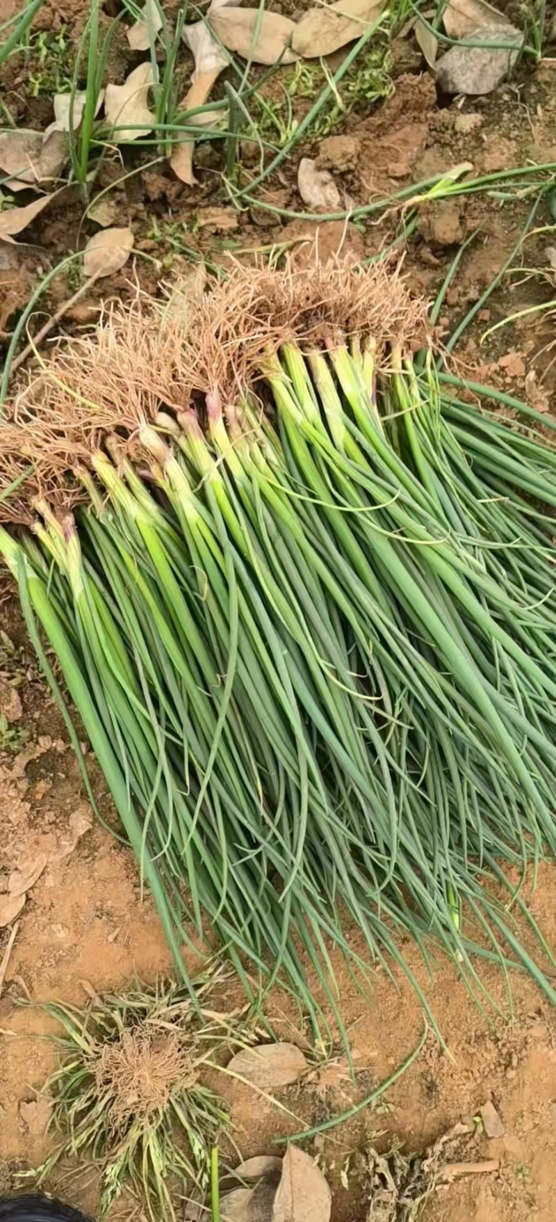 河西二红洋葱苗全网优质货源现货供应/洋葱苗圃基地一手货源