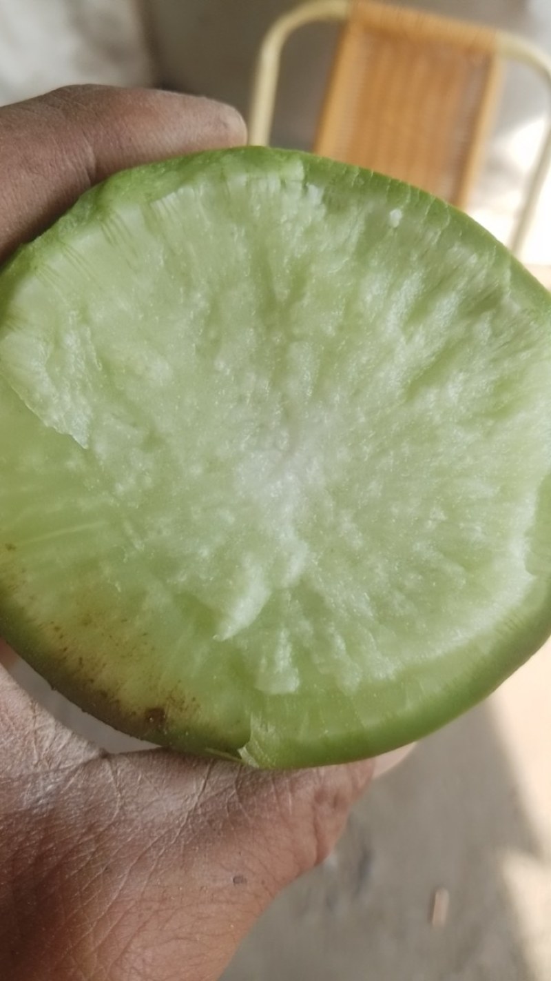 开封纯沙地的青萝卜，货源充足，价格美丽，欢迎来电