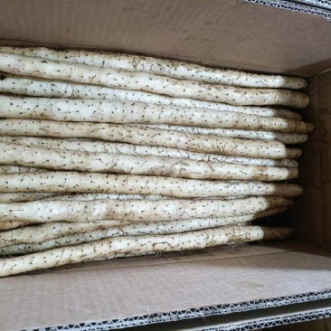 精品小白嘴山药，河北山药产地直发货量充足