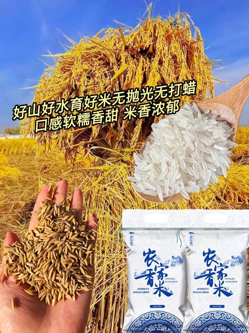 一级长粒香大米
