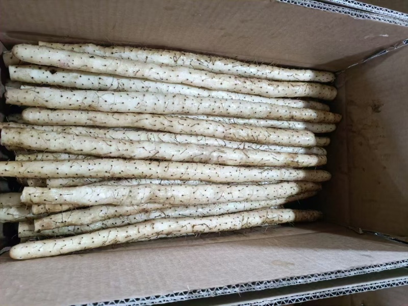 精品小白嘴山药，河北山药产地直发货量充足