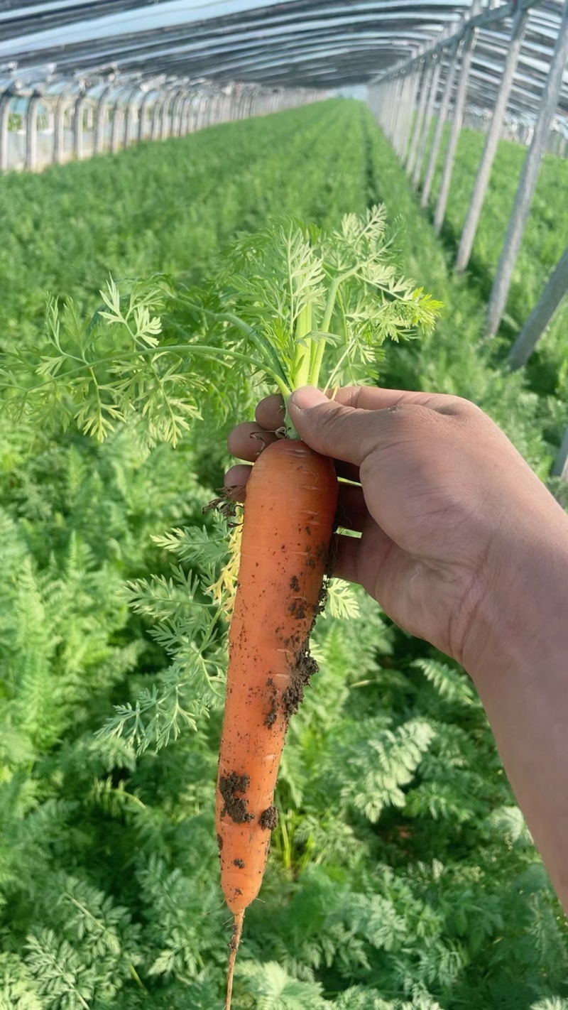 【三红胡萝卜】陕西胡萝卜大小规格都有条形好净菜带土都有无裂
