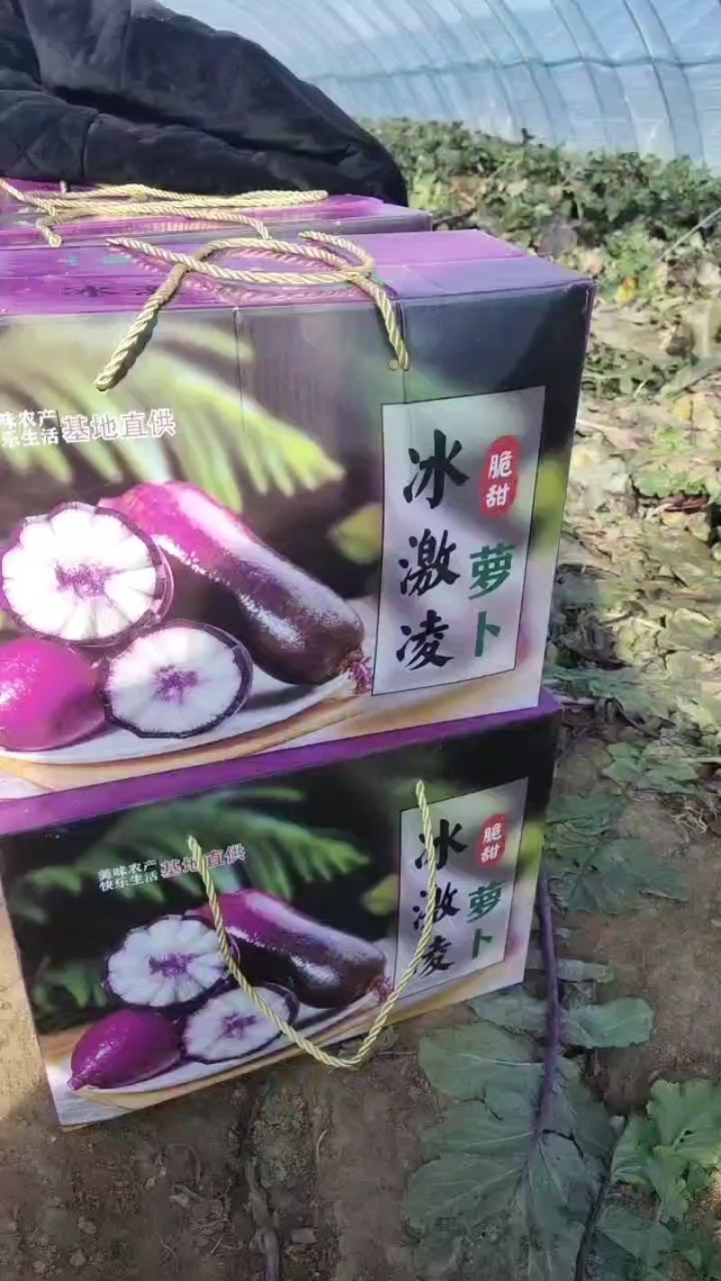 紫美冰激凌萝卜/山东萝卜/皮薄脆甜/个头均匀/颜色好看