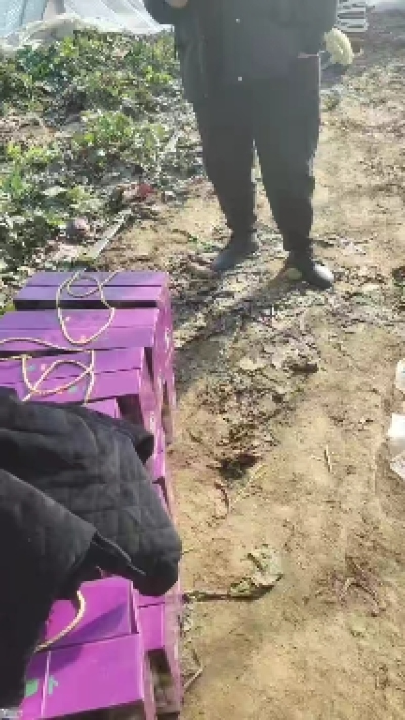 紫美冰激凌萝卜/山东萝卜/皮薄脆甜/个头均匀/颜色好看
