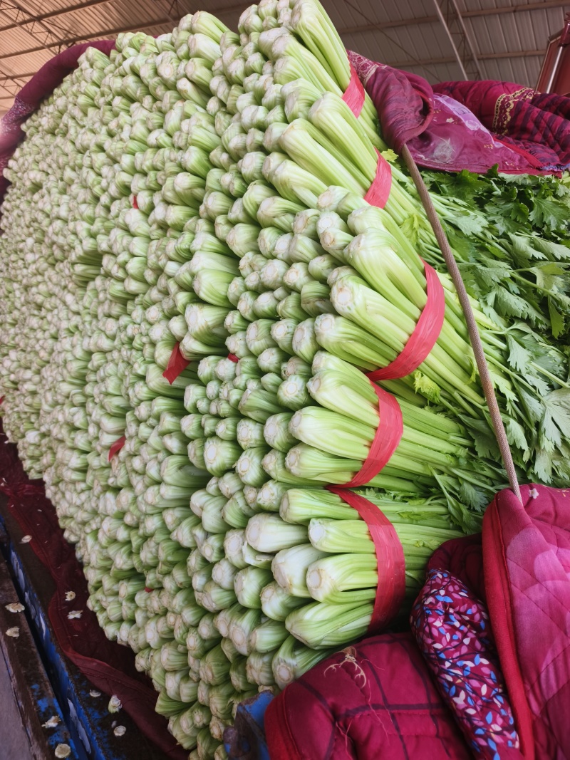 芹菜（匀称、六七十公分）适合各大市场销售