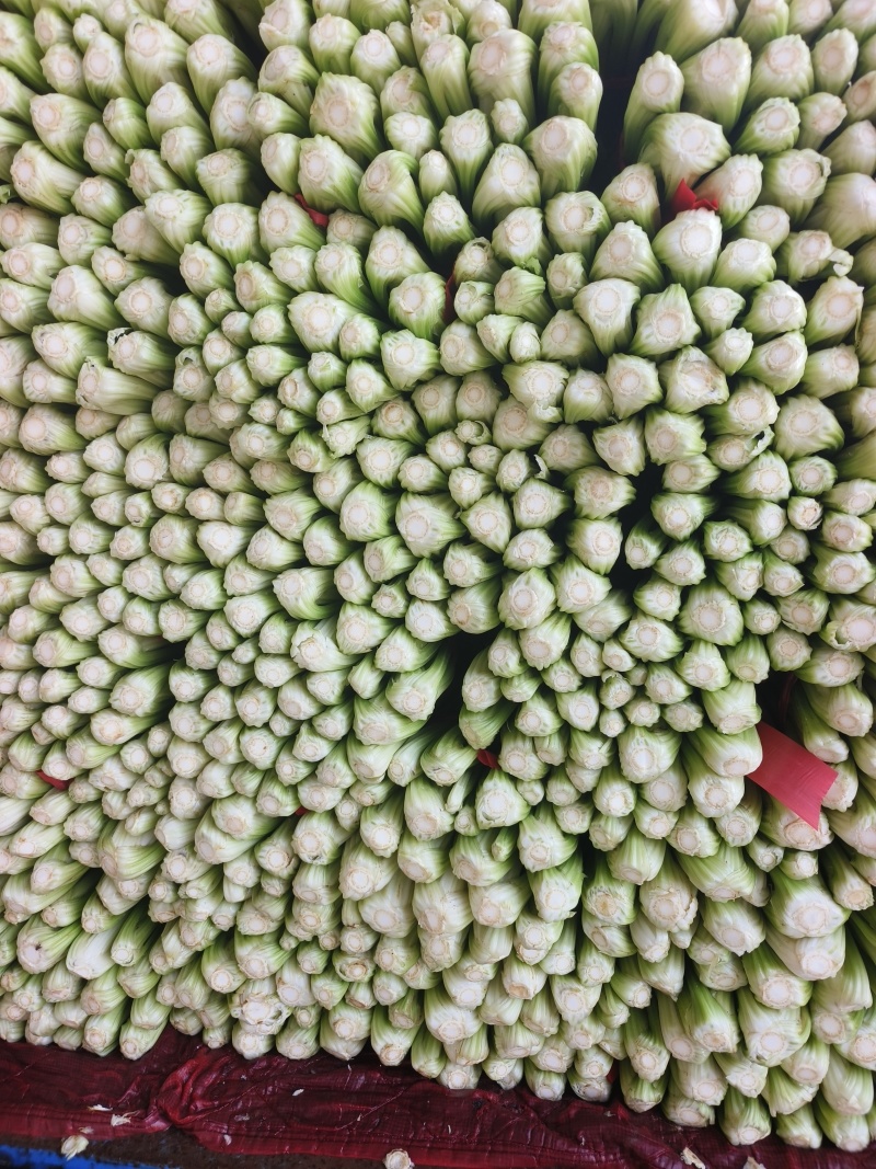 芹菜（匀称、六七十公分）适合各大市场销售
