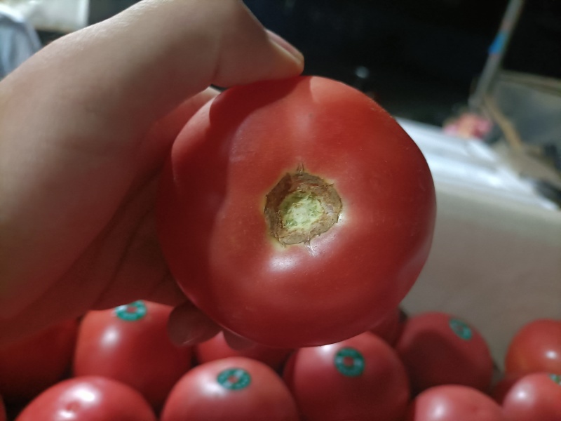 山东菏泽定陶黄店西红柿大量上市，全国代发，现货。谢谢合作