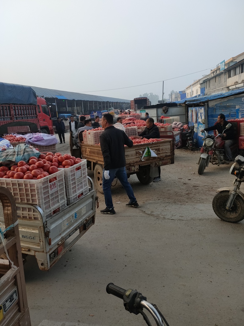 山东菏泽定陶黄店西红柿大量上市，全国代发，现货。谢谢合作