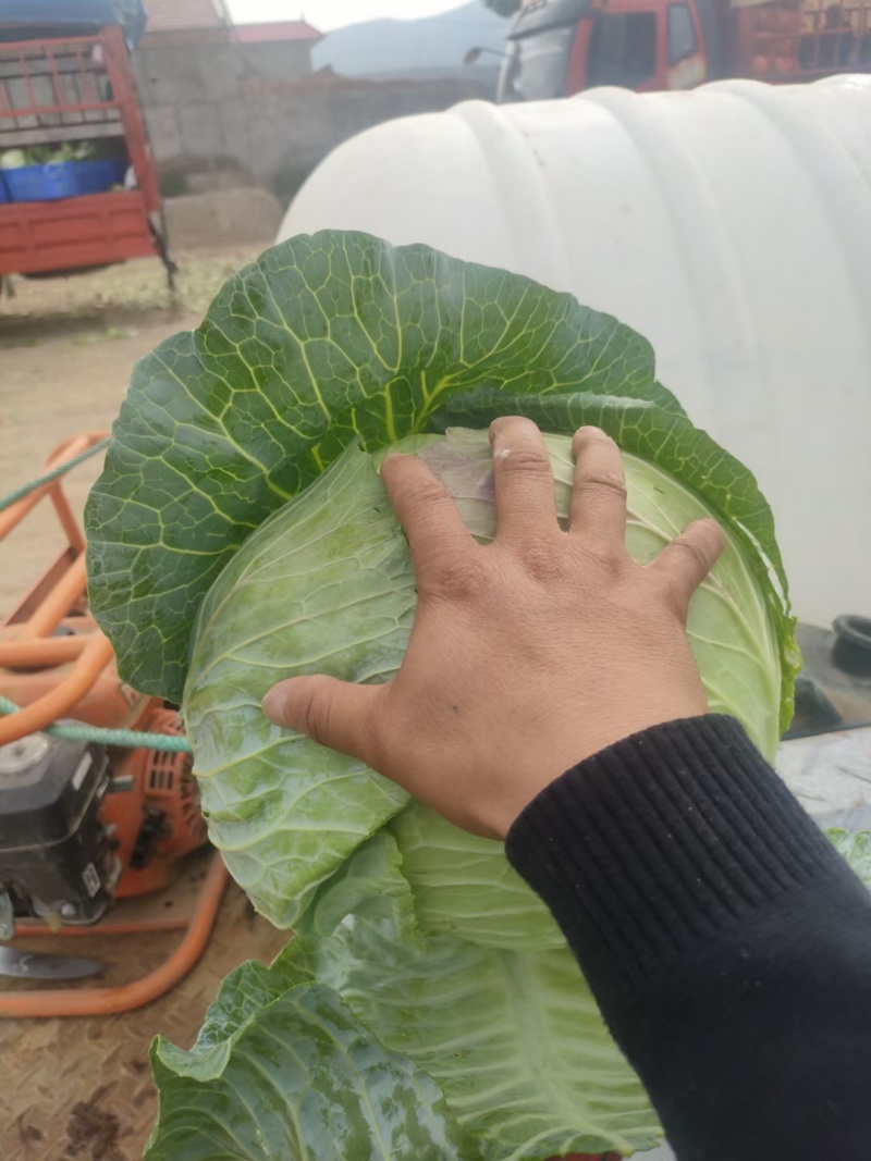 【圆包菜】陕西甘蓝无虫眼烧心承接加工批发餐饮商超全国接单量大