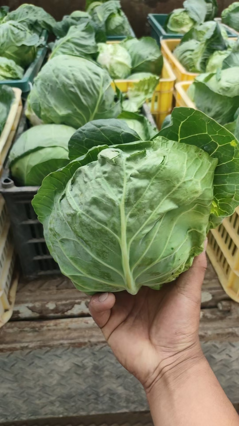 【圆包菜】陕西甘蓝无虫眼烧心承接加工批发餐饮商超全国接单量大