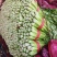 芹菜60cm以上，匀称、量大质优适合各大市场