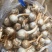 云南精品蓝皮茨菇大量上市大中小号货量充足产地直销