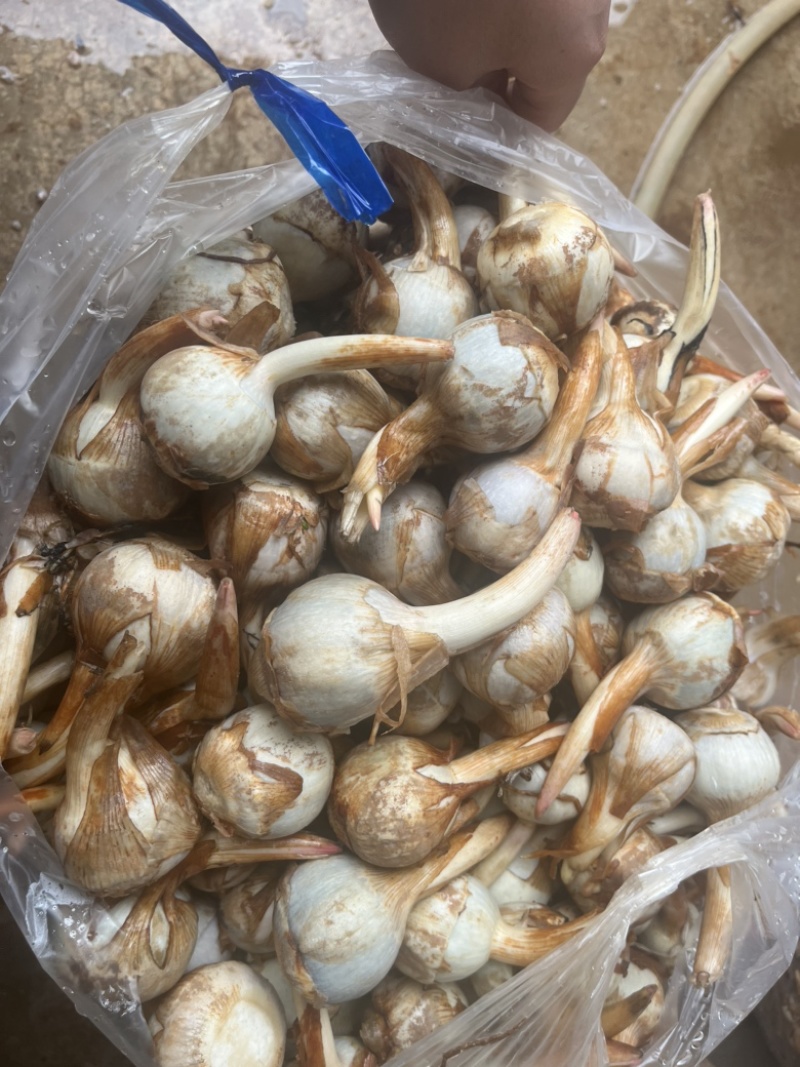 云南精品蓝皮茨菇大量上市大中小号货量充足产地直销