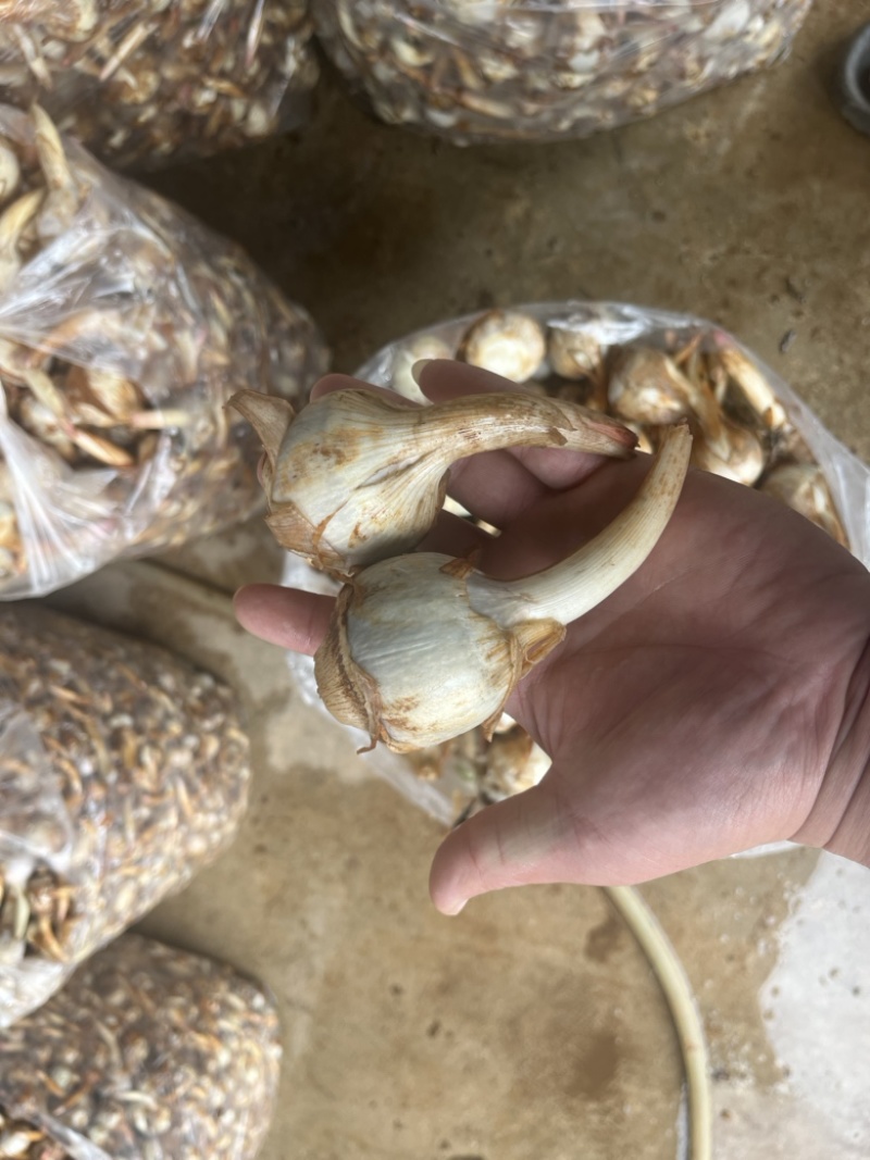 云南精品蓝皮茨菇大量上市大中小号货量充足产地直销
