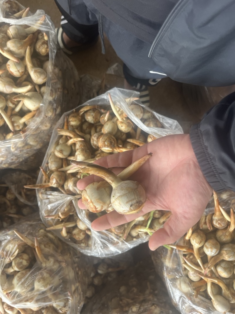 云南精品蓝皮茨菇大量上市大中小号货量充足产地直销