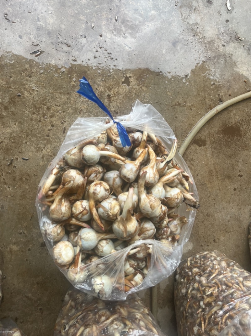 云南精品蓝皮茨菇大量上市大中小号货量充足产地直销