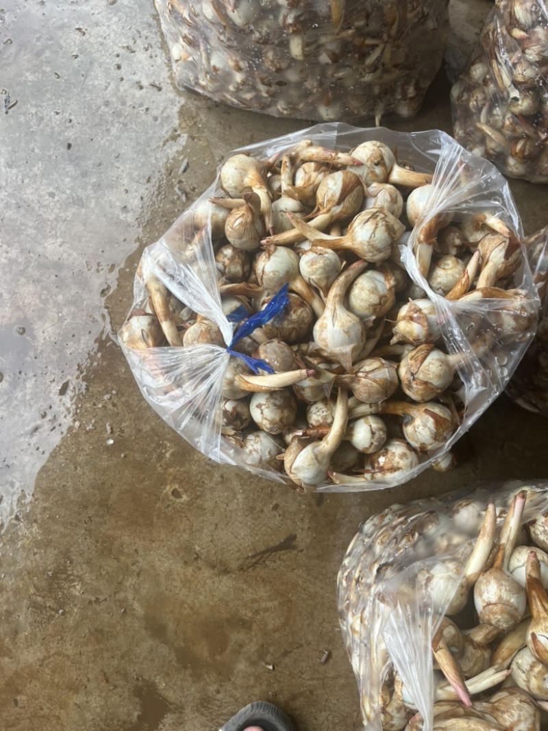 云南精品蓝皮茨菇大量上市大中小号货量充足产地直销