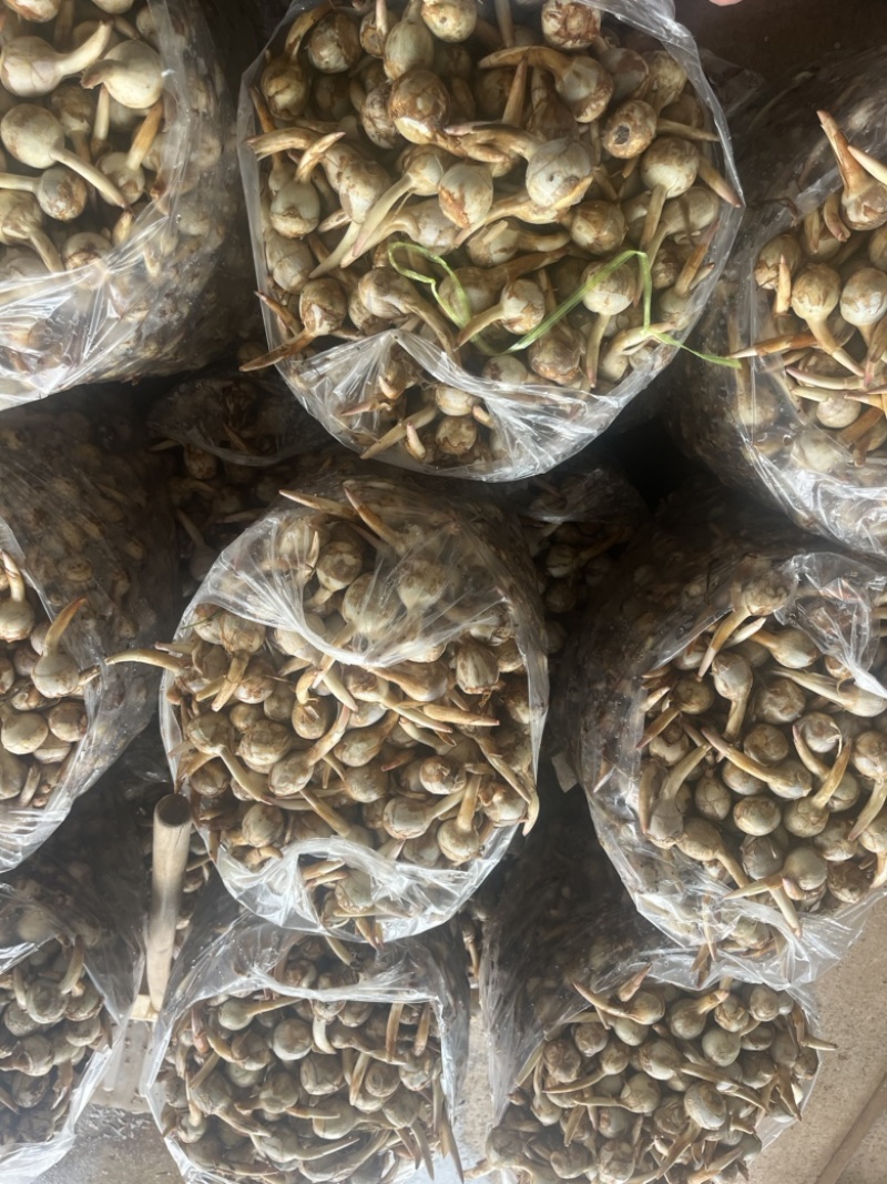云南精品蓝皮茨菇大量上市大中小号货量充足产地直销