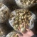 云南精品蓝皮茨菇大量上市大中小号货量充足产地直销