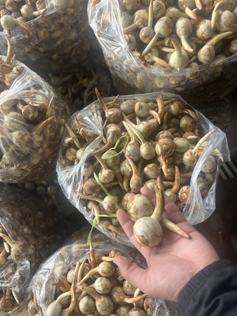 云南精品蓝皮茨菇大量上市大中小号货量充足产地直销