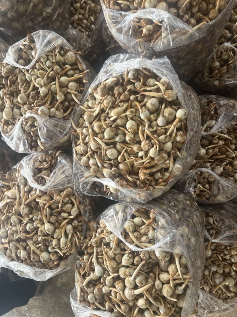 云南精品蓝皮茨菇大量上市大中小号货量充足产地直销